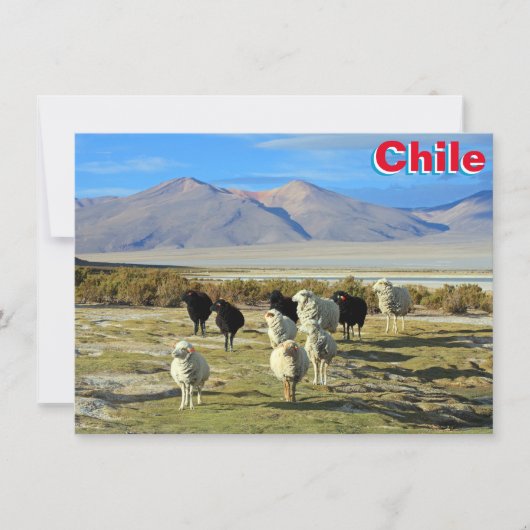 chilenische Schafkarte (Vorderseite)