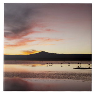 Chilenischer Flamingo Fliese