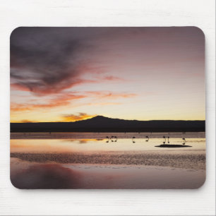 Chilenischer Flamingo Mousepad
