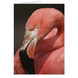 Chilenischer Flamingo, Phoenicopterus chilensis