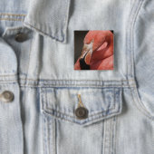 Chilenischer Flamingo, Phoenicopterus chilensis Button (Beispiel)