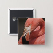 Chilenischer Flamingo, Phoenicopterus chilensis Button (Vorne & Hinten)