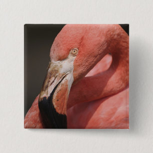 Chilenischer Flamingo, Phoenicopterus chilensis Button