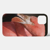 Chilenischer Flamingo, Phoenicopterus chilensis Case-Mate iPhone Hülle (Rückseite (Horizontal))