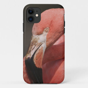 Chilenischer Flamingo, Phoenicopterus chilensis Case-Mate iPhone Hülle