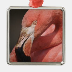 Chilenischer Flamingo, Phoenicopterus chilensis Ornament Aus Metall