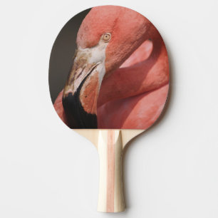 Chilenischer Flamingo, Phoenicopterus chilensis Tischtennis Schläger