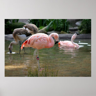 Chilenischer Flamingo Poster