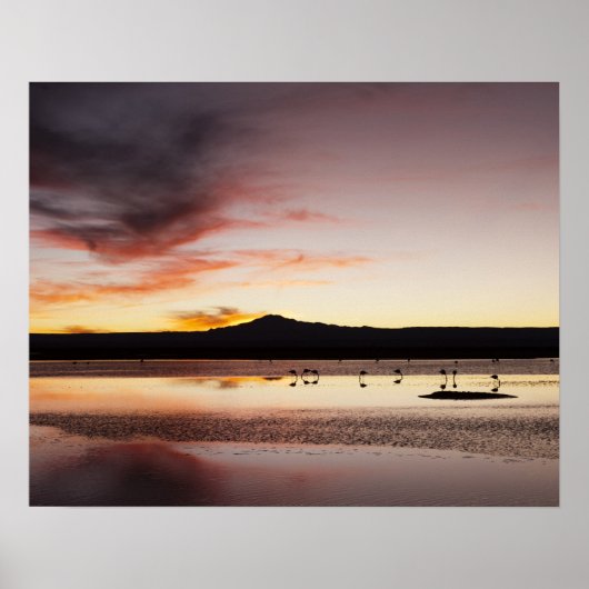 Chilenischer Flamingo Poster (Vorne)