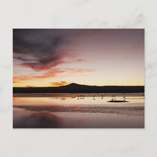 Chilenischer Flamingo Postkarte (Vorderseite)