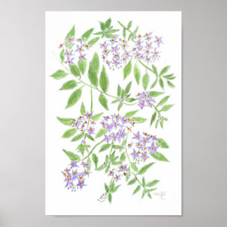 Chilenischer Kartoffelbaum  Poster