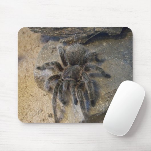 Chilenischer Rosen-HaarTarantula Mousepad (Mit Mouse)