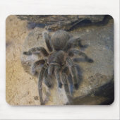 Chilenischer Rosen-HaarTarantula Mousepad (Vorne)