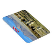 chilenisches Schaf Magnet (Rechte Seite)