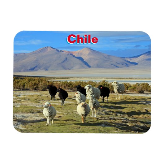 chilenisches Schaf Magnet (Horizontal)