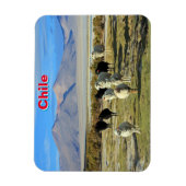 chilenisches Schaf Magnet (Vertikal)