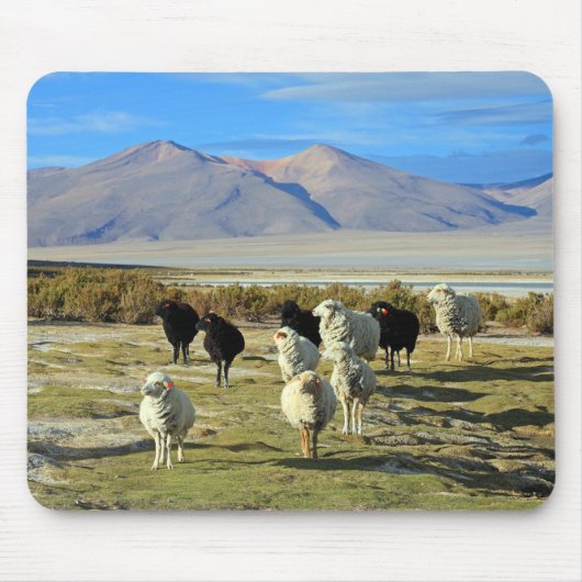 chilenisches Schaf Mousepad (Vorne)
