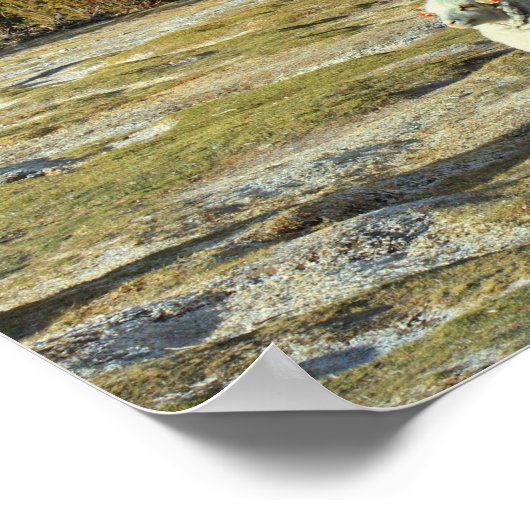 chilenisches Schaf Poster (Ecke)