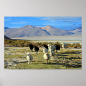 chilenisches Schaf Poster (Vorne)