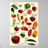 Chili ID Poster (Vorne)
