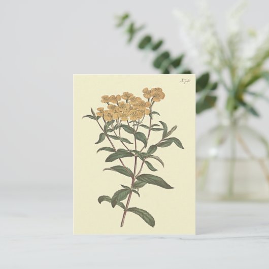 Chili Marigold Botanische Illustration Postkarte (Stehend Vorderseite)