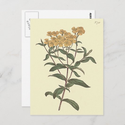 Chili Marigold Botanische Illustration Postkarte (Vorne/Hinten)