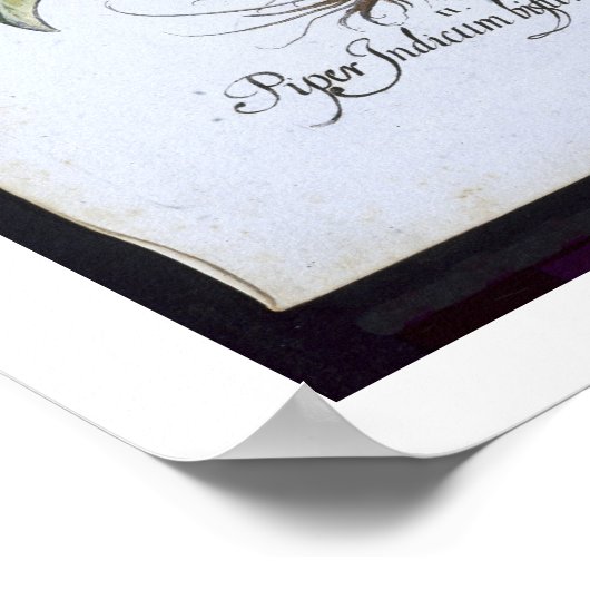 Chili Pepper Pflanze aus der 'Hortus Eystettensi Poster (Ecke)