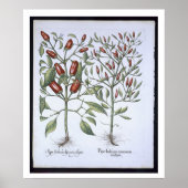 Chili Pepper Pflanze aus der 'Hortus Eystettensi Poster (Vorne)