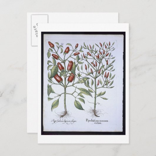 Chili Pepper Pflanze aus der 'Hortus Eystettensi Postkarte (Vorne/Hinten)