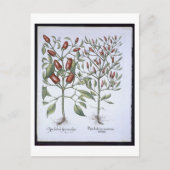 Chili Pepper Pflanze aus der 'Hortus Eystettensi Postkarte (Vorderseite)