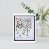 Chili Pepper Pflanze aus der 'Hortus Eystettensi Postkarte (Stehend Vorderseite)