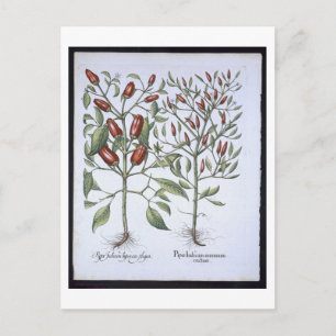 Chili Pepper Pflanze aus der 'Hortus Eystettensi Postkarte