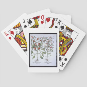 Chili Pepper Pflanze aus der 'Hortus Eystettensi Spielkarten