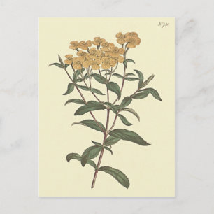 Chili-Ringelblume-Botanische Illustration Postkarte