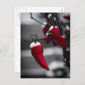 Chili Weihnachtskarten Feiertagspostkarte (Vorne/Hinten)