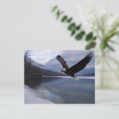 Chilkat Eagle Preserve Postcard Postkarte (Stehend Vorderseite)