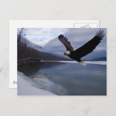 Chilkat Eagle Preserve Postcard Postkarte (Vorne/Hinten)