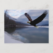 Chilkat Eagle Preserve Postcard Postkarte (Vorderseite)