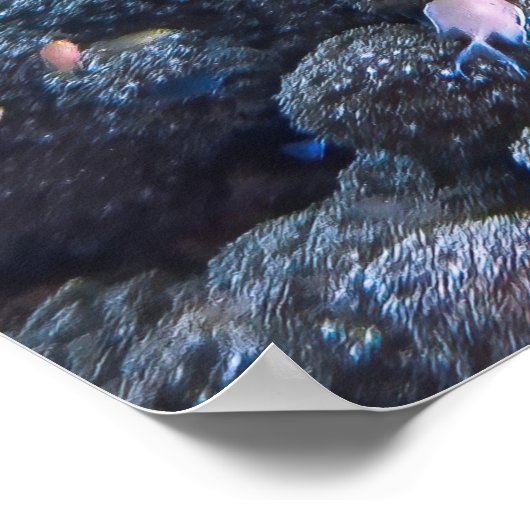 Chill Hawksbill Poster (Ecke)