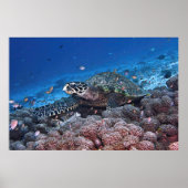 Chill Hawksbill Poster (Vorne)