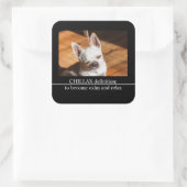 Chillax Chihuahua schläfrig entspanntes Zunge-out- Quadratischer Aufkleber (Tasche)