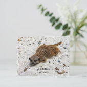 Chillin'-Erdmännchen-Postkarte Postkarte (Stehend Vorderseite)