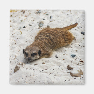Chillin' Meerkat Magnet