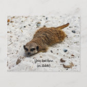 Chillin' Meerkat Postkarte (Vorderseite)
