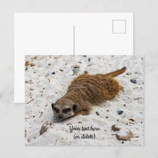 Chillin' Meerkat Postkarte (Vorne/Hinten)