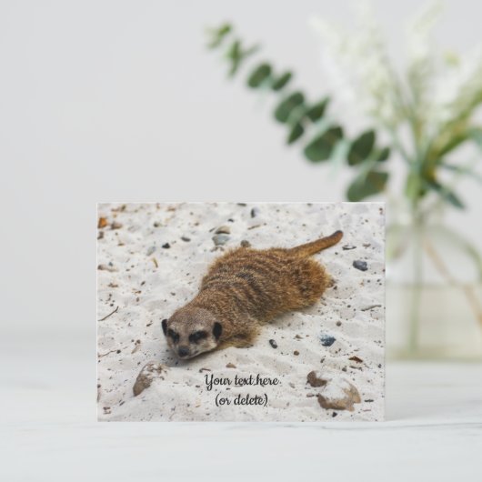Chillin' Meerkat Postkarte (Stehend Vorderseite)