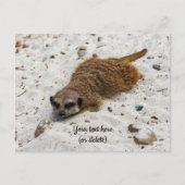 Chillin' Meerkat Postkarte (Vorderseite)
