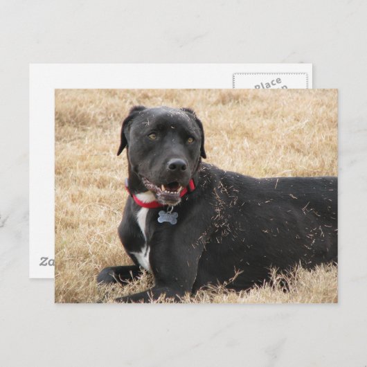 Chillin Postkarte (Vorne/Hinten)