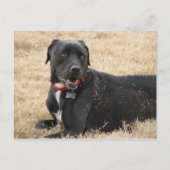 Chillin Postkarte (Vorderseite)