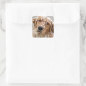 Chilly Dog Quadratischer Aufkleber (Tasche)